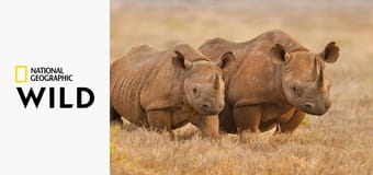 Wielka piątka Afryki