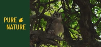 Păsările uimitoare din Africa - partea 1