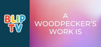 A woodpecker’s work is never done A woodpecker’s work is never done