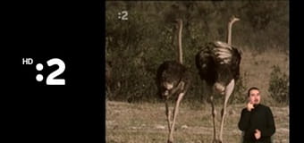 Trpaslíci E4 - Smajlivareška – bláznivé varenie – Farebné smajlivajíčka