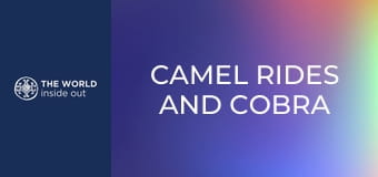 Tevegelés és kobra vs. mongúz harc. Pakisztán.