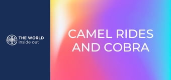 Tevegelés és kobra vs. mongúz harc. Pakisztán.