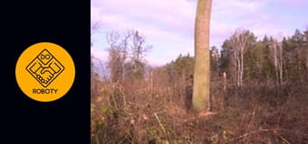 PRACA W TARTAKU *wycinka, suszenie, obróbka, montaż*