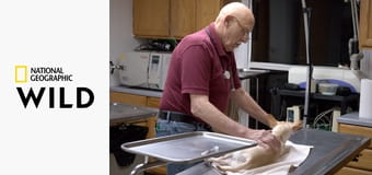 Dr. Pol állatklinikája S23E3 - A baj nem jár egyedül