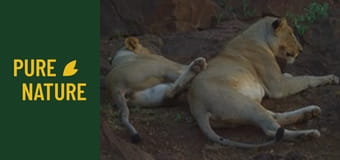 Дивите животни на Африка: Лъвове