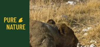 Animale sălbatice din Africa: Lei