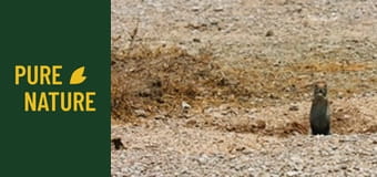 Fauna africană: Suricate și veverițe drăgălașe