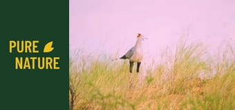 Fauna africană: Parcul "Transfrontalier Kgalagadi"