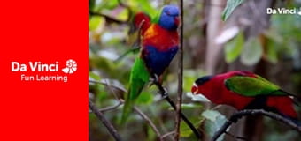 Animal Embassy - Clownfish and White Tiger