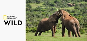 A vadon harcművészei S4E6 - Hirtelen halál