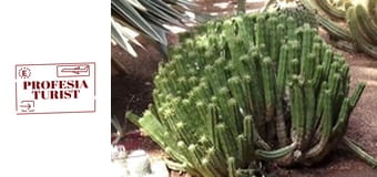 Ив Сен Лоран спасява градините на Мажорел (Маракеш, Мароко)