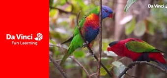 Ambasada zwierząt - Pingwin królewski