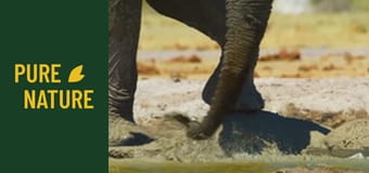 Fauna africană: Elefanții - partea 2