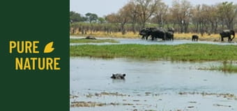 Африканска дива природа: Носорози и хипопотами