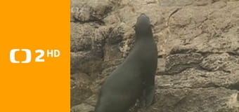 Zprávy v českém znakovém jazyce