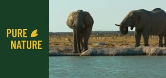 Fauna africană: Elefanții - partea 1