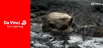 Xploration Awesome Planet - Hidden Nature