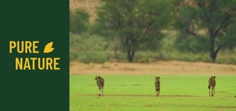Fauna africană: Parcul "Transfrontalier Kgalagadi"