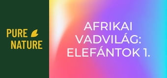 Afrikai vadvilág: Elefántok 1. rész