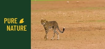 Африканска дива природа: Трансграничен парк Кгалагади