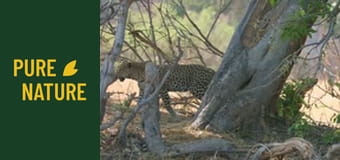 Fauna africană: Leoparzi și gheparzi - Marii prădători ai Africii