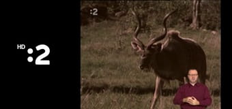 Trpaslíci E244 - Smajlivareška – Smajliguľky