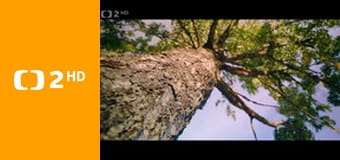 O stromech a lese E3 - Australský obří eukalyptus