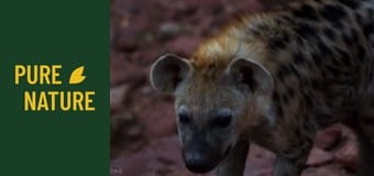 Fauna africană: Șacali și hiene, prădătorii Africii