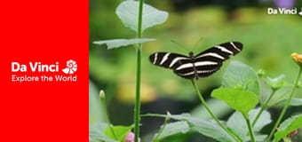 Do You Know? - Butterfly and Wallpaper