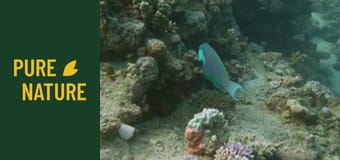 Minunății subacvatice uluitoare din Marea Roșie