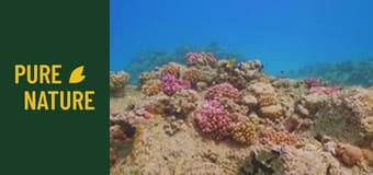 Sub Marea Roșie: O lume subacvatică incredibilă