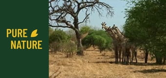 Animale africane: Zebrele și girafele din Deșertul Kalahari