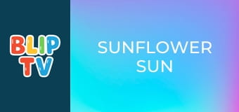 Sunflower Sun Sunflower Sun