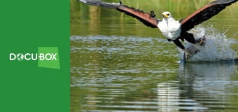 Najgroźniejsi mieszkańcy Afryki S1E1 - Taktyki zabójcy