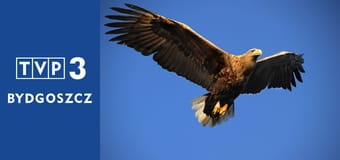 Przyrodnik na tropie E8 - Dąb