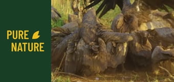 Fauna africană: Animale uimitoare