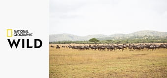 Krokodýlí války: Grumeti vs. Mara