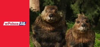 Tele-ekspres wPolsce24