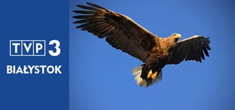 Przyrodnik na tropie E43 - Biegus zmienny