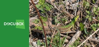 Dzikie zwierzęta S1E9 - Mistrzowie kamuflażu