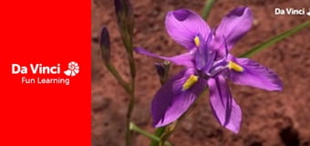 Siyaya - Come Wild With Us - Horn of Africa