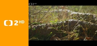 O stromech a lese E2 - Madagaskarský baobab