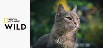 Critter Fixers: Az állatok szolgálatában S6E1 - Kutyabajok