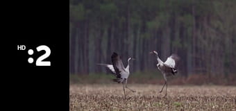 Byť tak zvieratkom E36 - Hyena