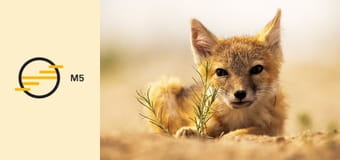 Vadon élő kutyafélék E2 - A siker titka