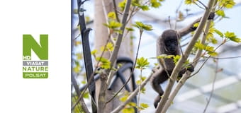 Małpie życie S14E7