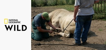 Falusi állatdokik S4E6 - Vihar a láthatáron