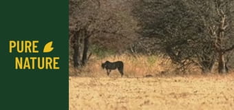 Fauna africană: Leoparzi și gheparzi - Marii prădători ai Africii