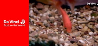 Do You Know? - Fish Tank and Bath