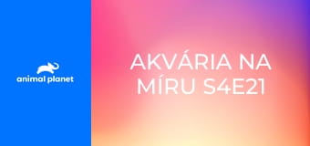 Akvária na míru S4E21 - Vánoce
